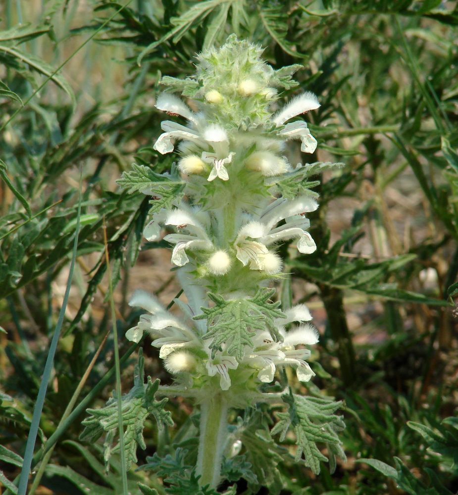 Image of Panzerina lanata specimen.