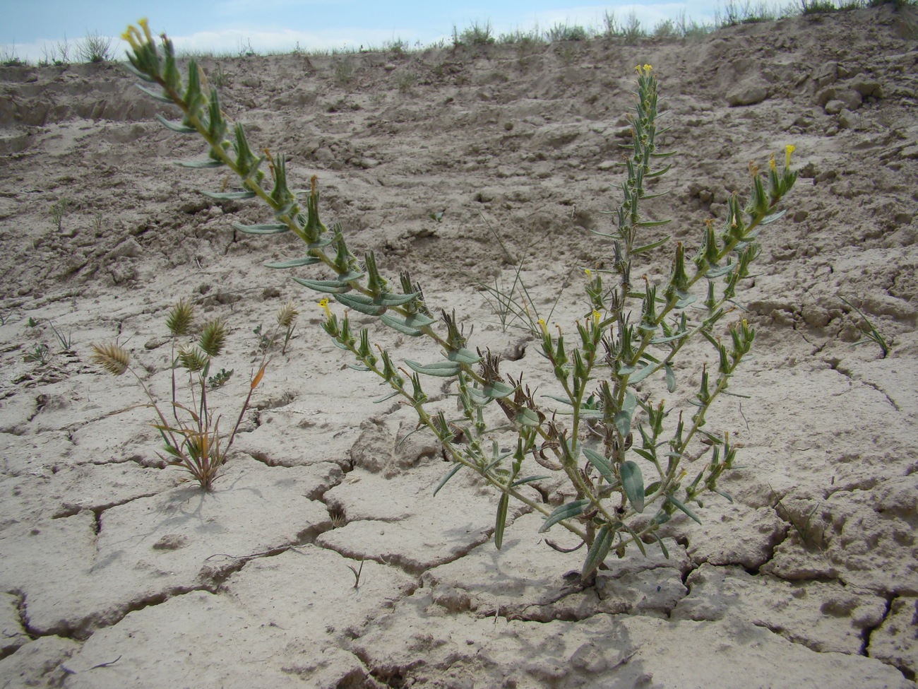 Image of Arnebia decumbens specimen.