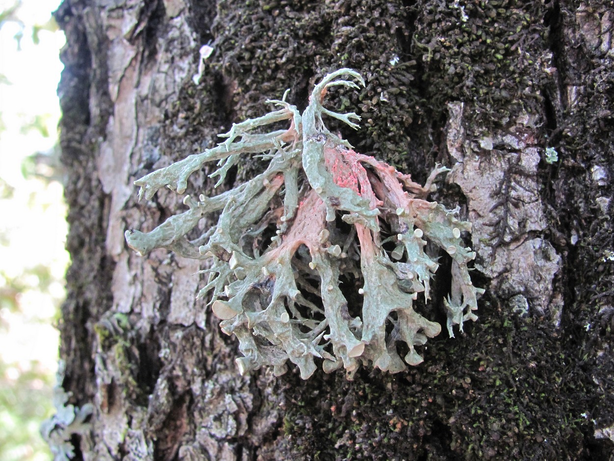 Image of Ramalina fastigiata specimen.
