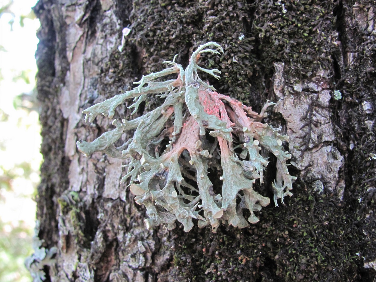 Изображение особи Ramalina fastigiata.