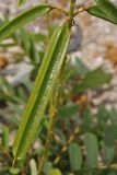 Senna alata