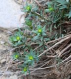 genus Euphorbia