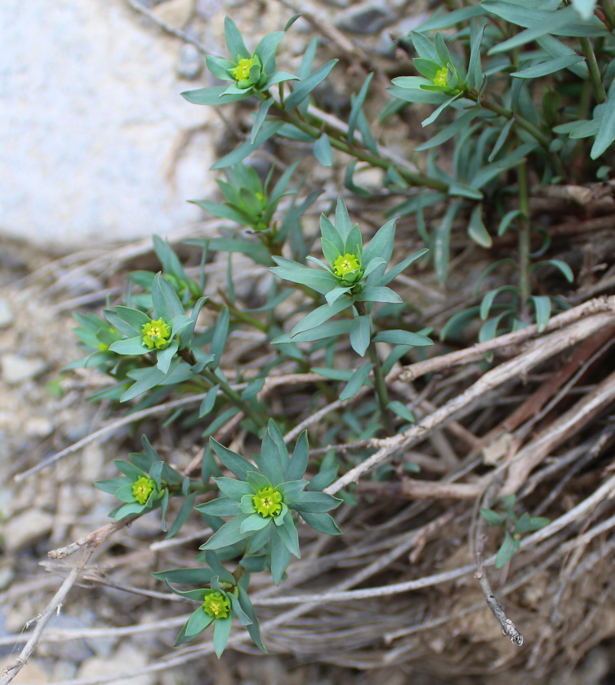 Изображение особи род Euphorbia.