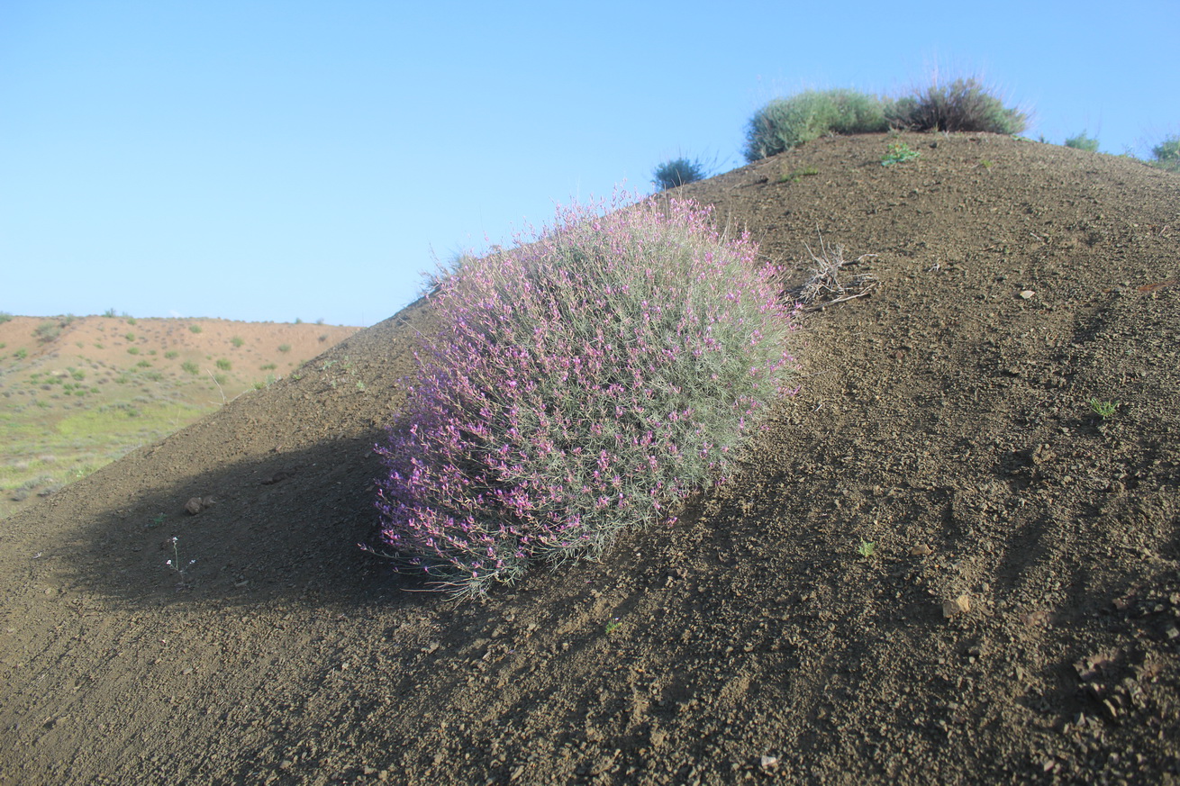 Изображение особи Astragalus podolobus.