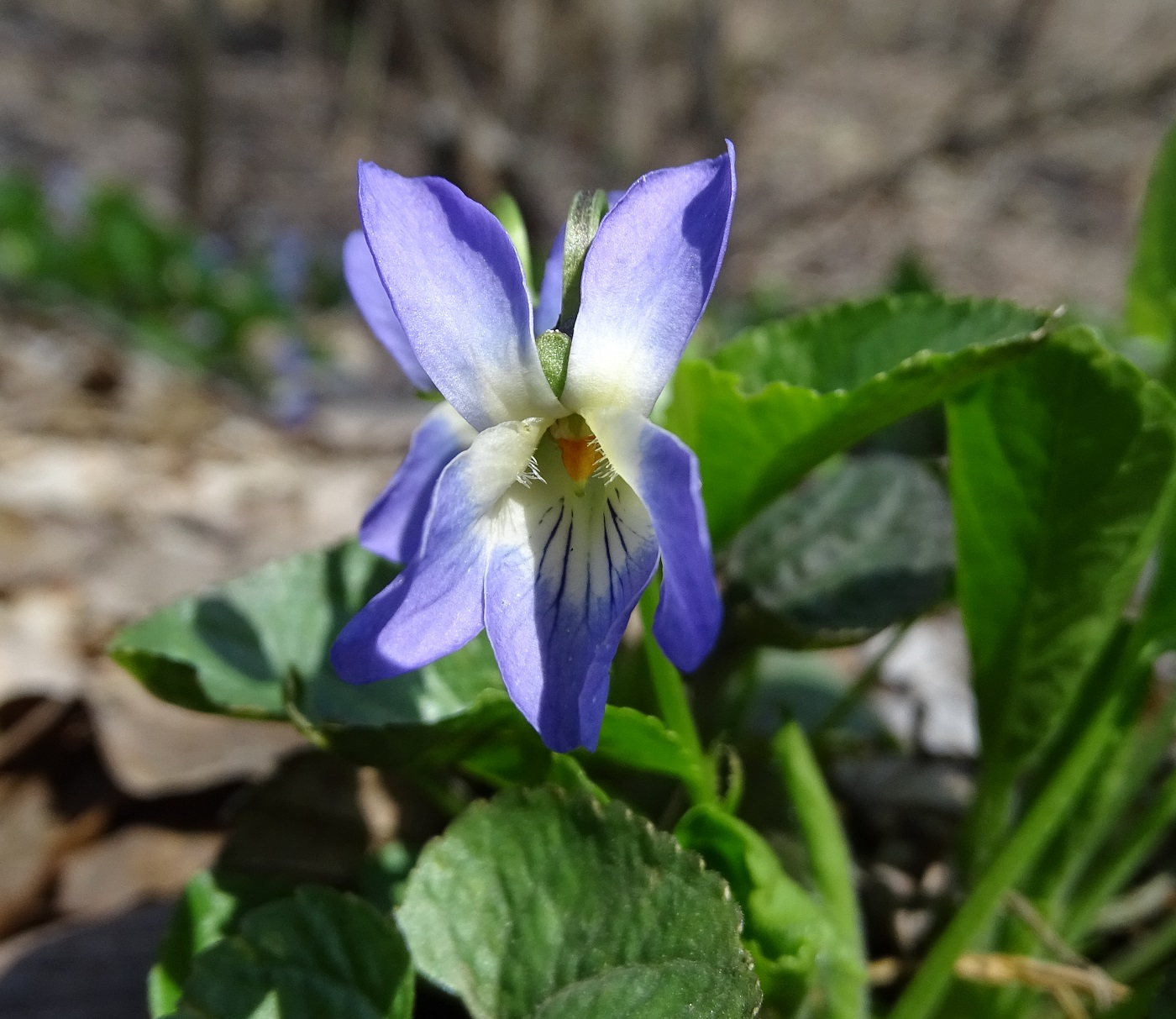 Image of Viola suavis specimen.