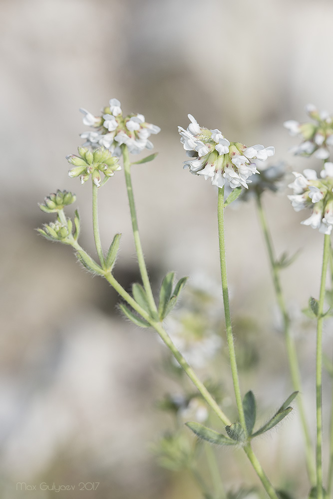 Изображение особи Dorycnium herbaceum.