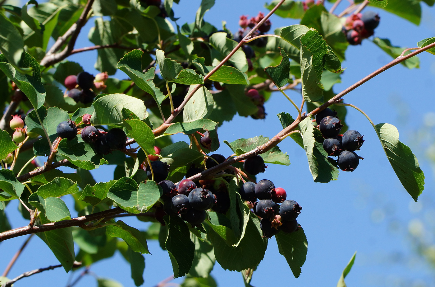 Image of Amelanchier ovalis specimen.