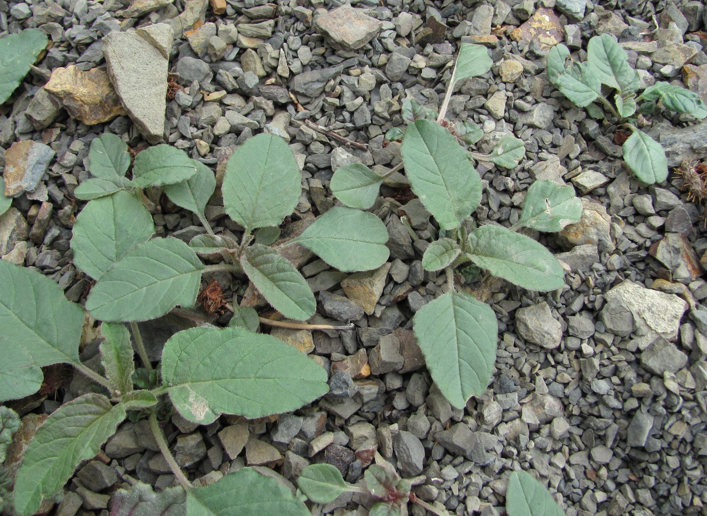 Image of genus Amaranthus specimen.