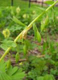 Corydalis bracteata. Созревающие плоды. Томск, парк \"Университетская роща\". 25.05.2010.