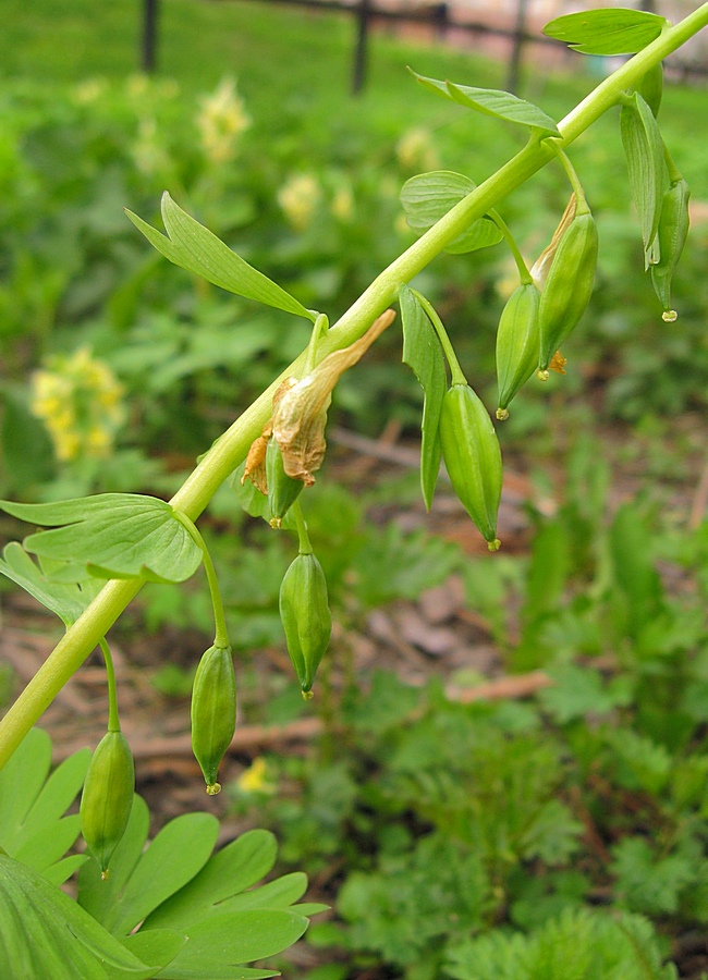 Изображение особи Corydalis bracteata.