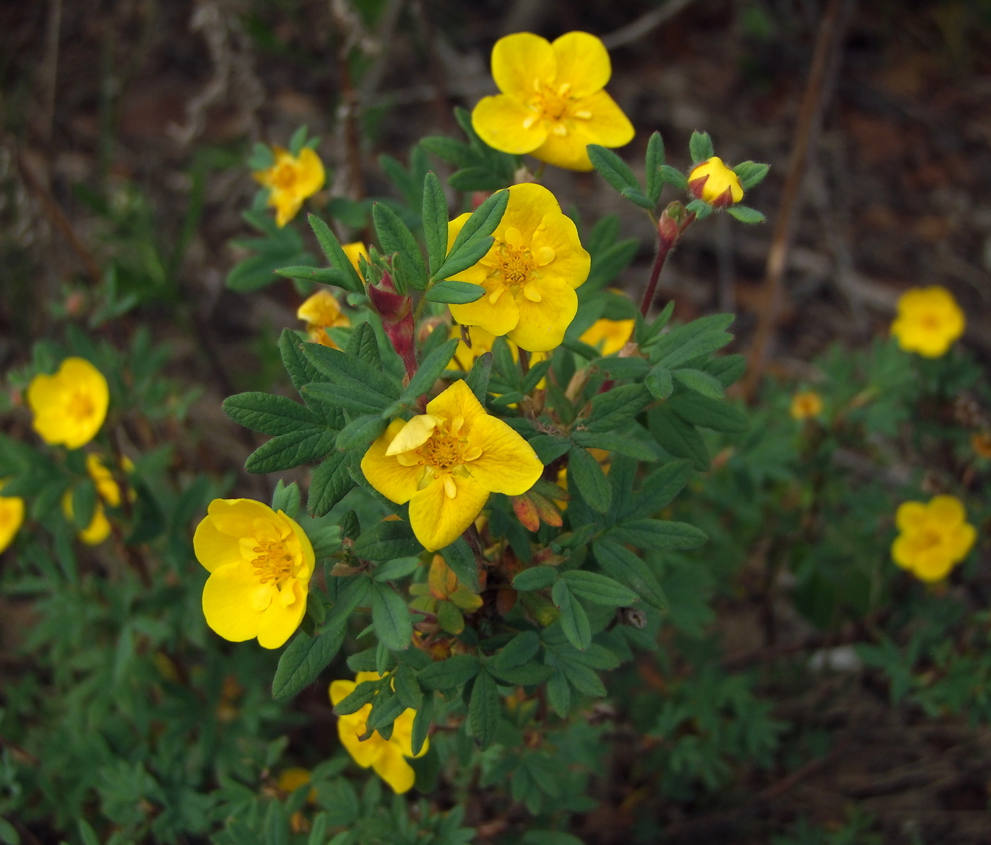 Image of Dasiphora fruticosa specimen.