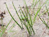 Equisetum hyemale