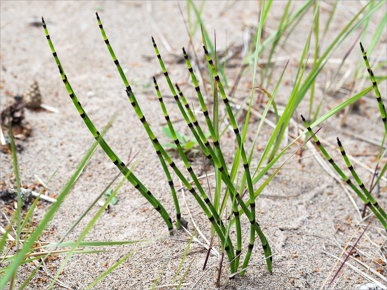 Изображение особи Equisetum hyemale.