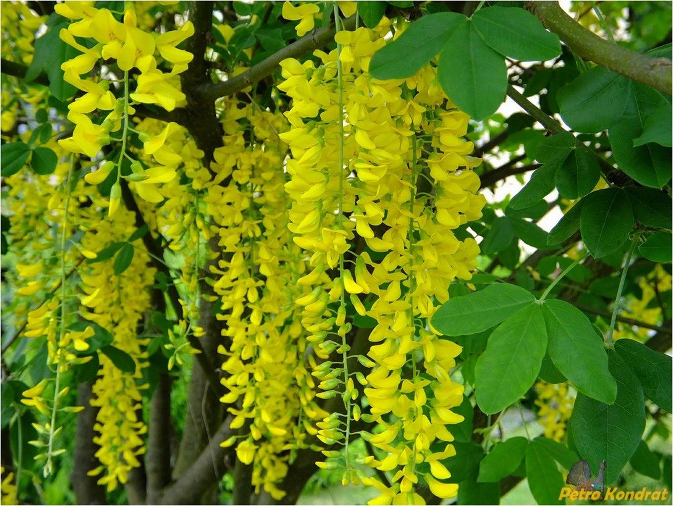 Image of Laburnum anagyroides specimen.