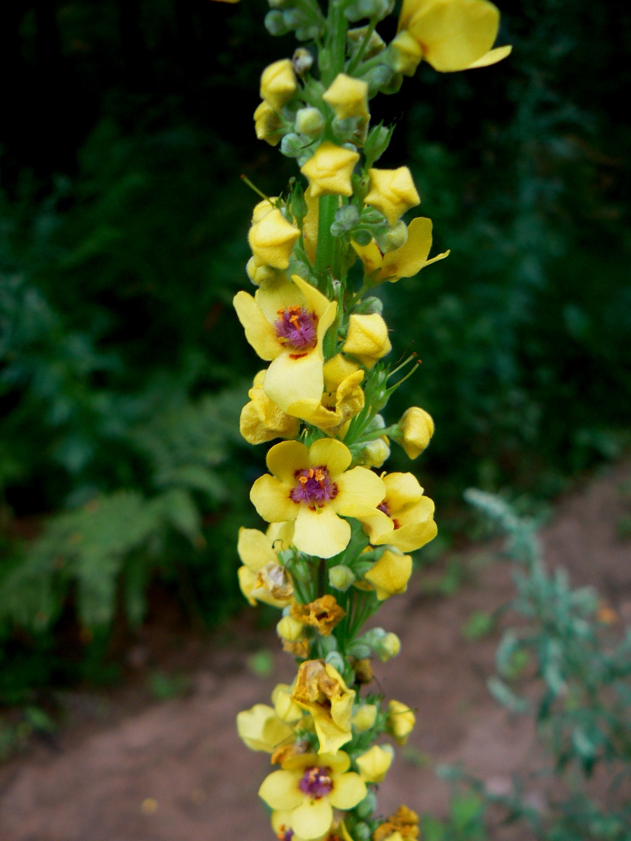 Изображение особи Verbascum nigrum.