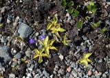 Pinguicula vulgaris