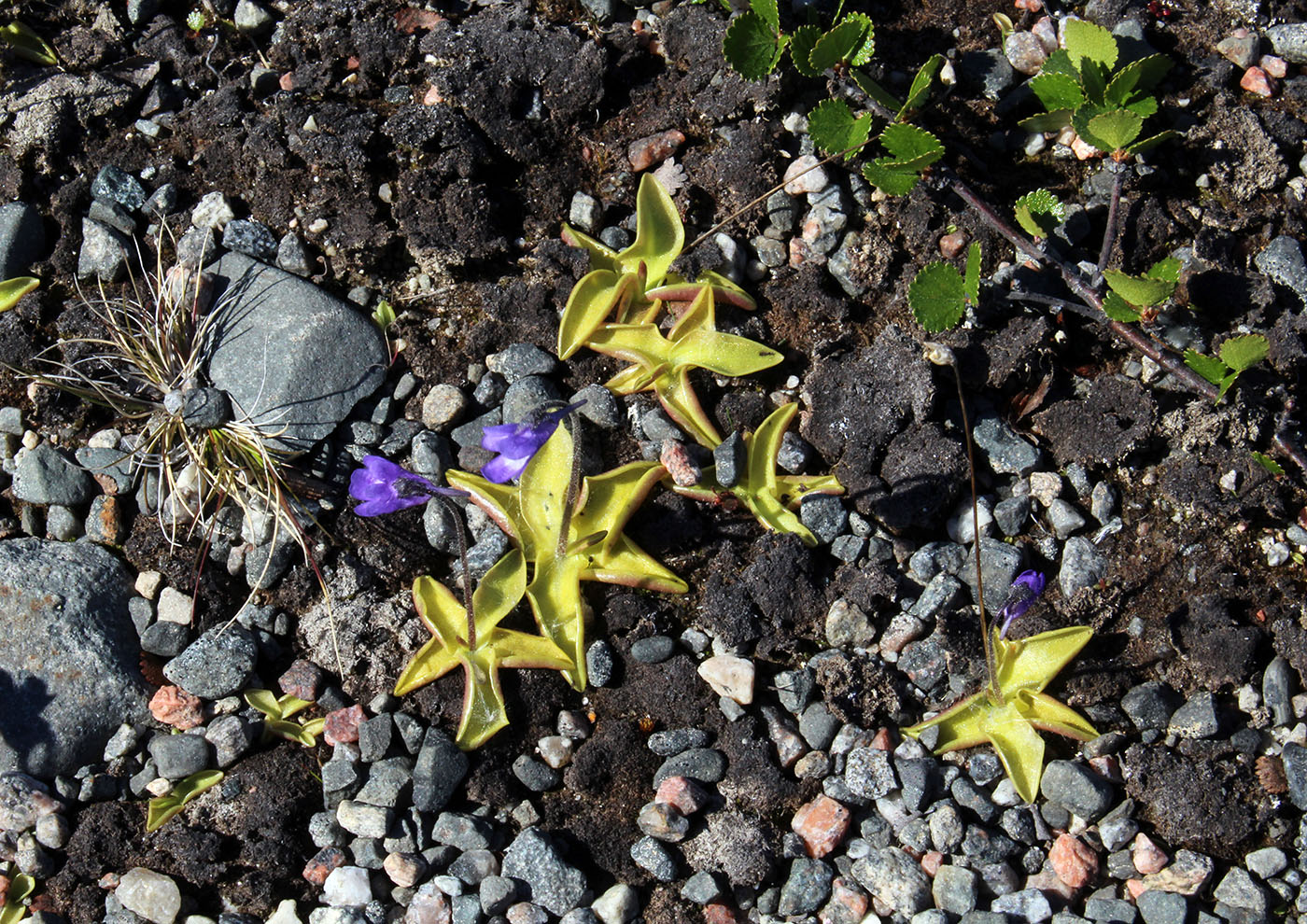 Изображение особи Pinguicula vulgaris.