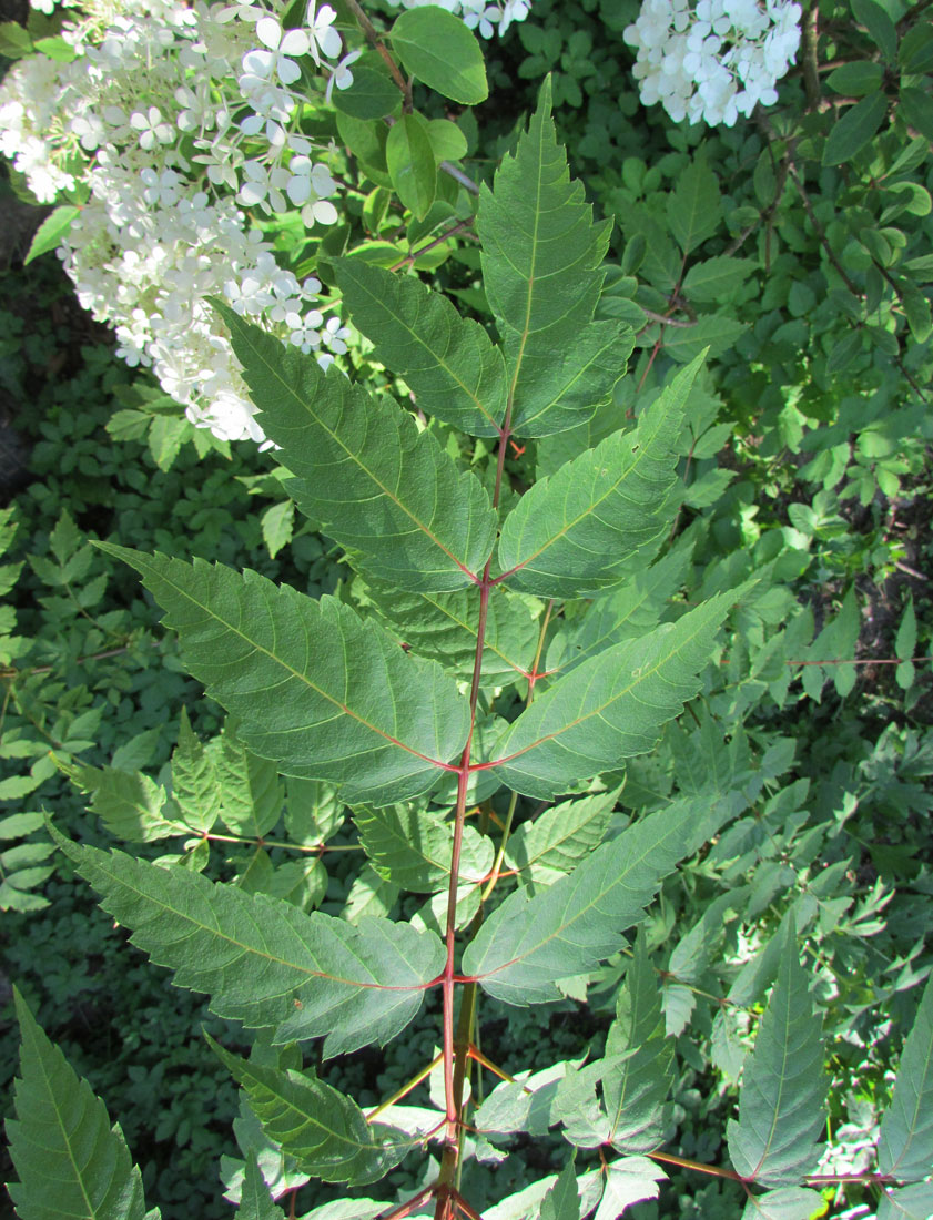 Image of Dipteronia sinensis specimen.