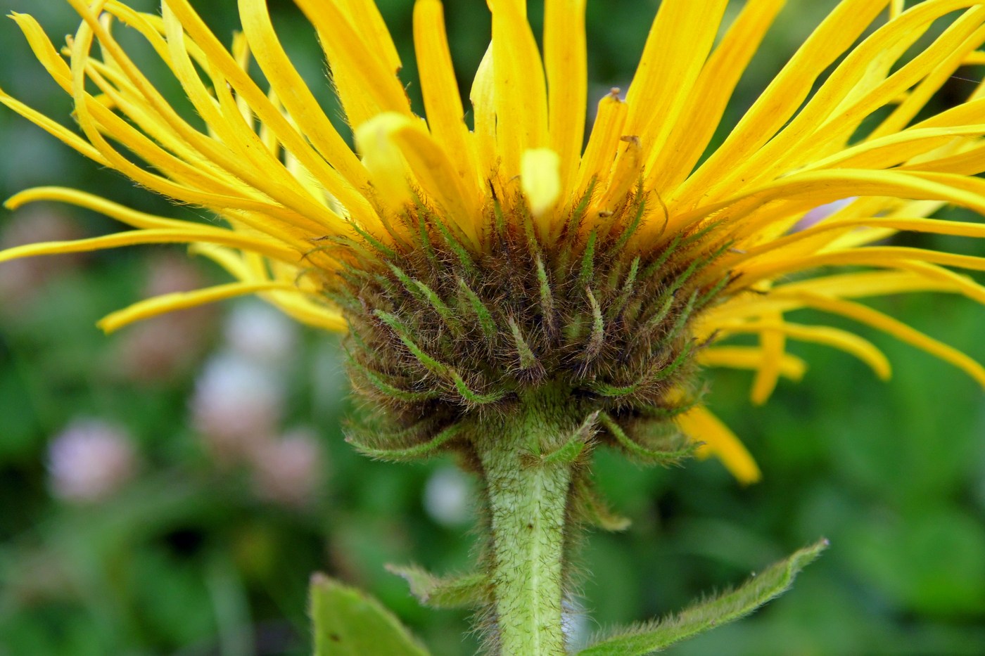 Изображение особи Inula grandiflora.