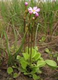 Primula finmarchica