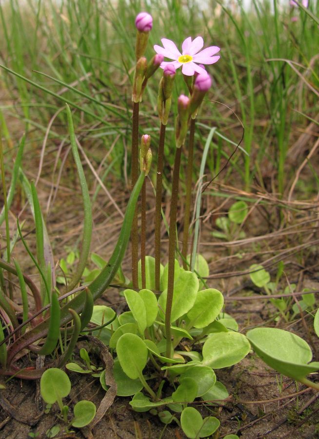 Image of Primula finmarchica specimen.