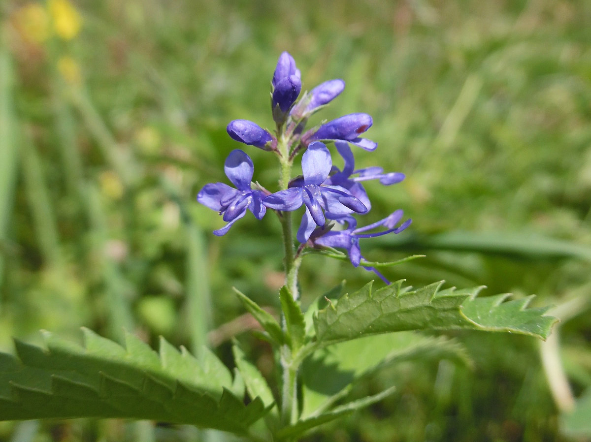 Image of Veronica longifolia specimen.