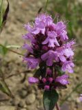 Thymus nummularius