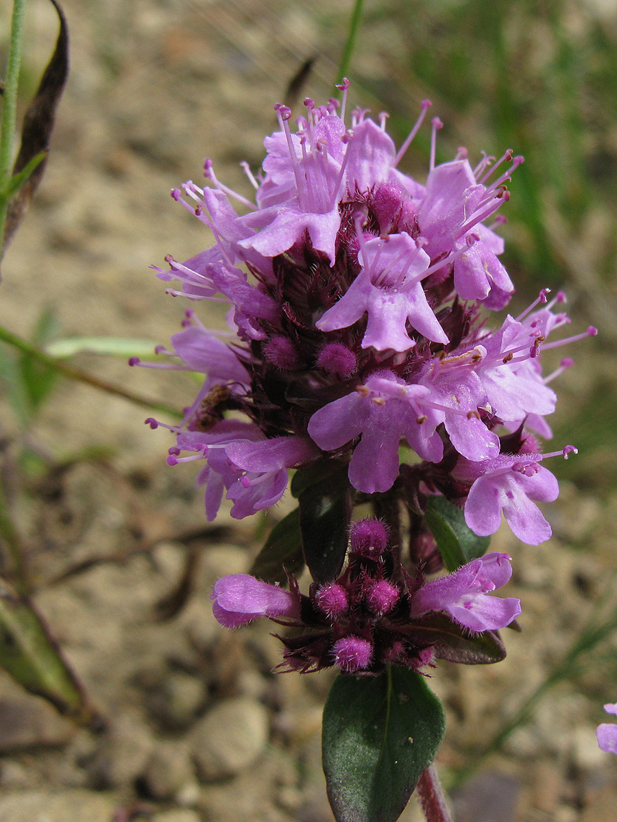 Изображение особи Thymus nummularius.