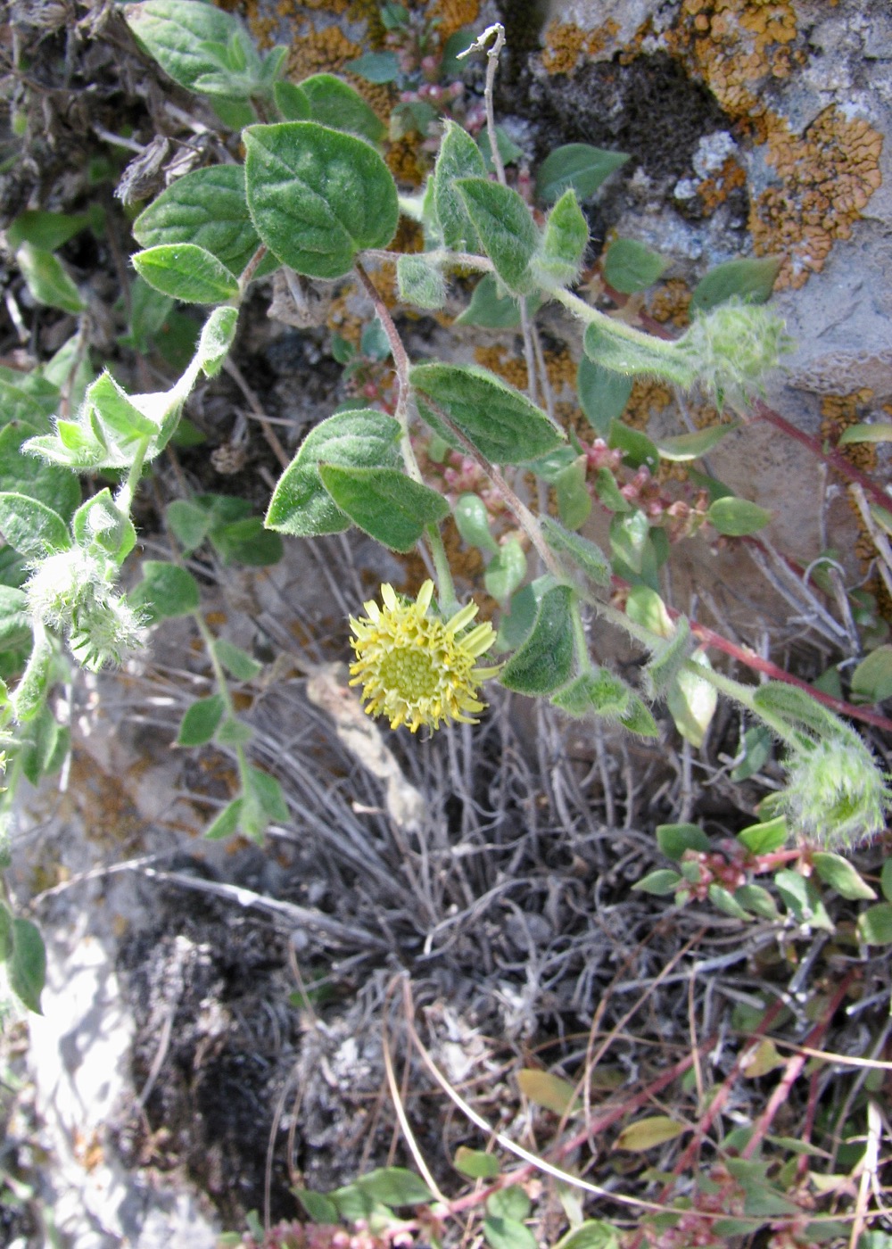 Image of Pentanema albertoregelia specimen.