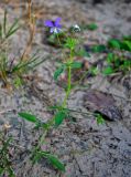 Viola tricolor. Верхушка цветущего растения. Московская обл., Шатурский р-н, долина р. Поля, песчаный участок на опушке сосняка. 18.08.2018.