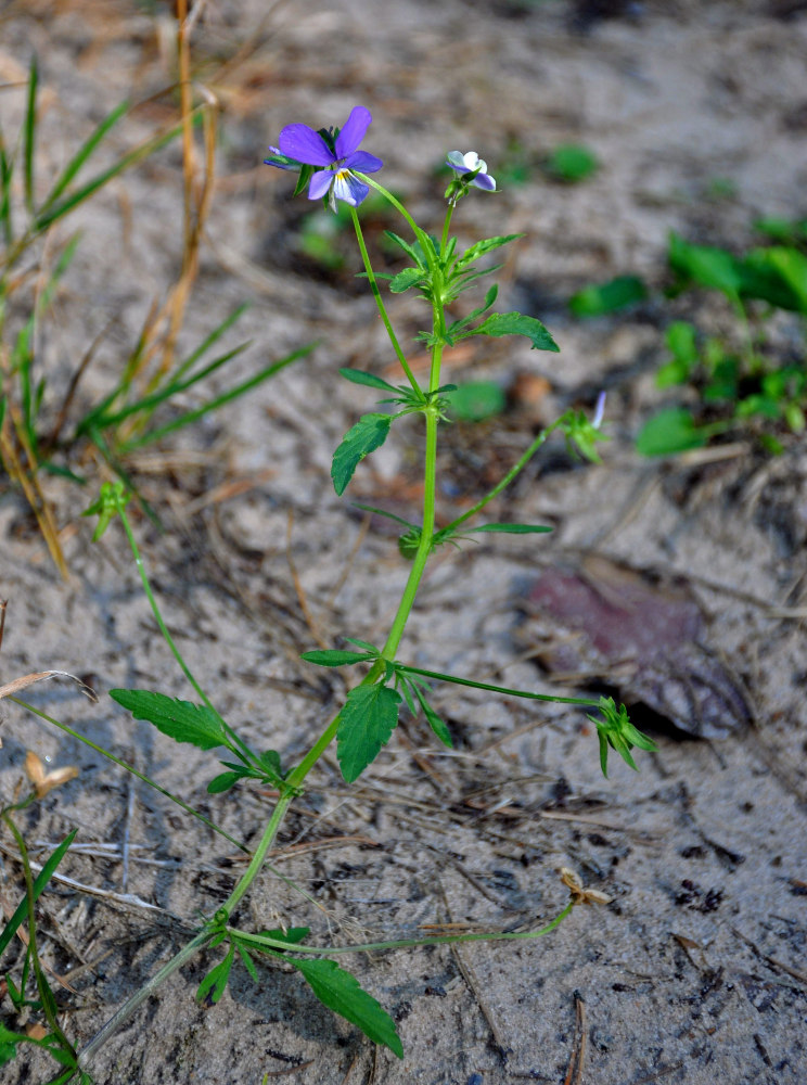 Изображение особи Viola tricolor.