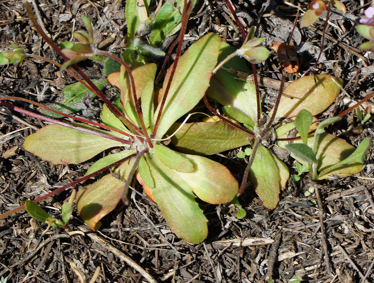 Image of Androsace maxima specimen.