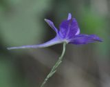 Delphinium paniculatum