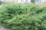Juniperus sabina. Вегетирующие растения. Московская обл., г. Дмитров, в культуре. 28 октября 2018 г.