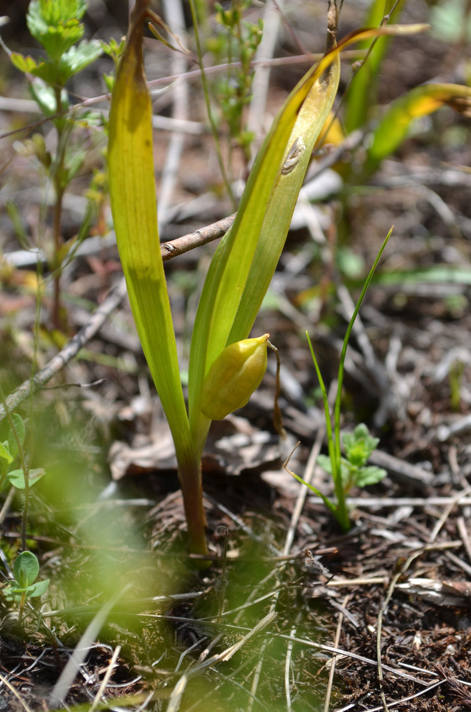 Image of Colchicum kesselringii specimen.