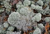 Cladonia stellaris