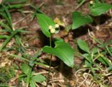 Maianthemum bifolium. Растение с незрелыми плодами. Московская обл., Раменский р-н, окр. пос. Ильинский, Ильинский лес, в ельнике. 29.07.2018.