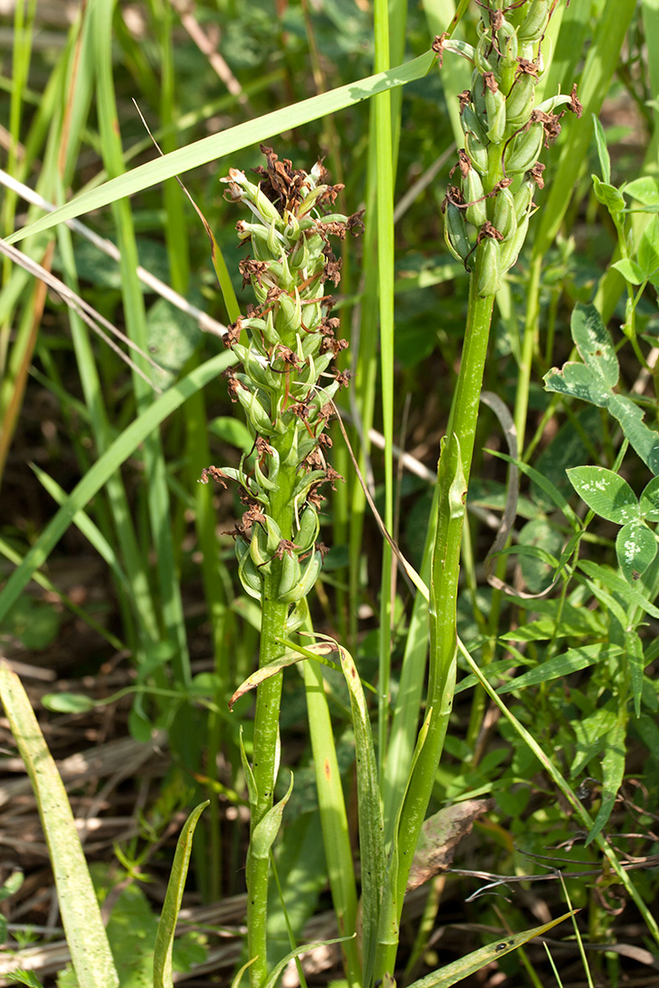 Image of Gymnadenia conopsea specimen.