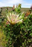Protea aurea