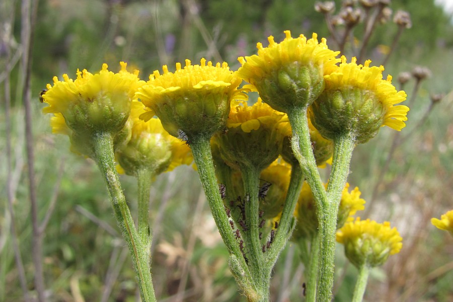 Изображение особи Tanacetum millefolium.