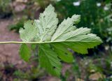 Geum aleppicum. Лист. Якутия, Алданский р-н, сев. окр. г. Алдан, пустырь. 21.07.2016.