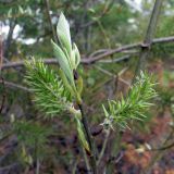 Salix caprea. Верхушка веточки с соплодиями и распускающимися листьями. Свердловская обл., окр. г. Североуральск, правый берег канала Дублёр, каменная осыпь. 12.06.2018.