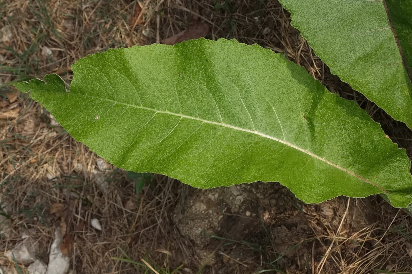 Изображение особи Inula helenium.