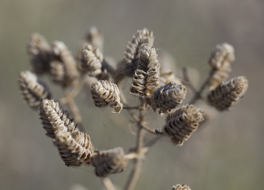 Изображение особи Origanum onites.