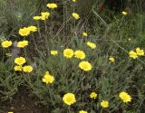 Tanacetum tabrisianum