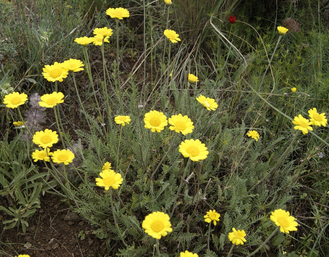 Image of Tanacetum tabrisianum specimen.