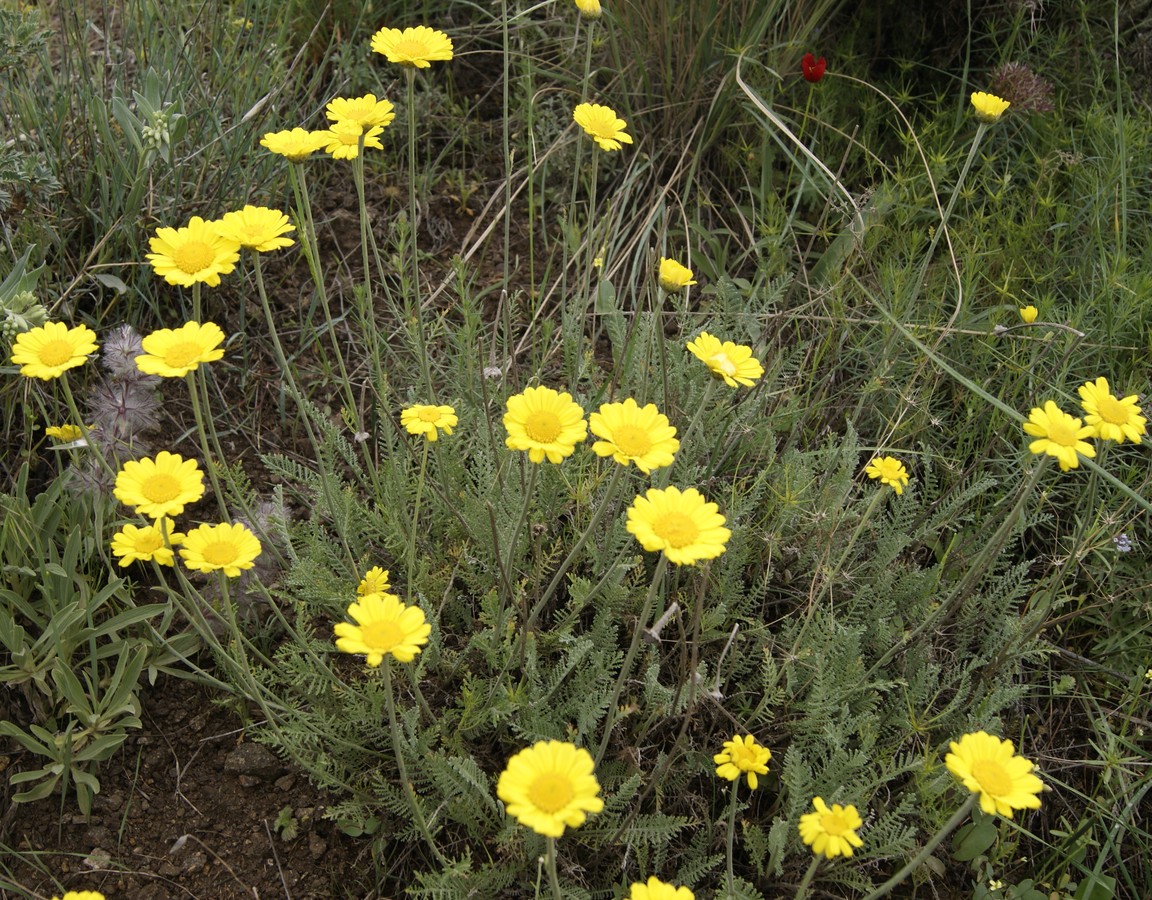 Изображение особи Tanacetum tabrisianum.