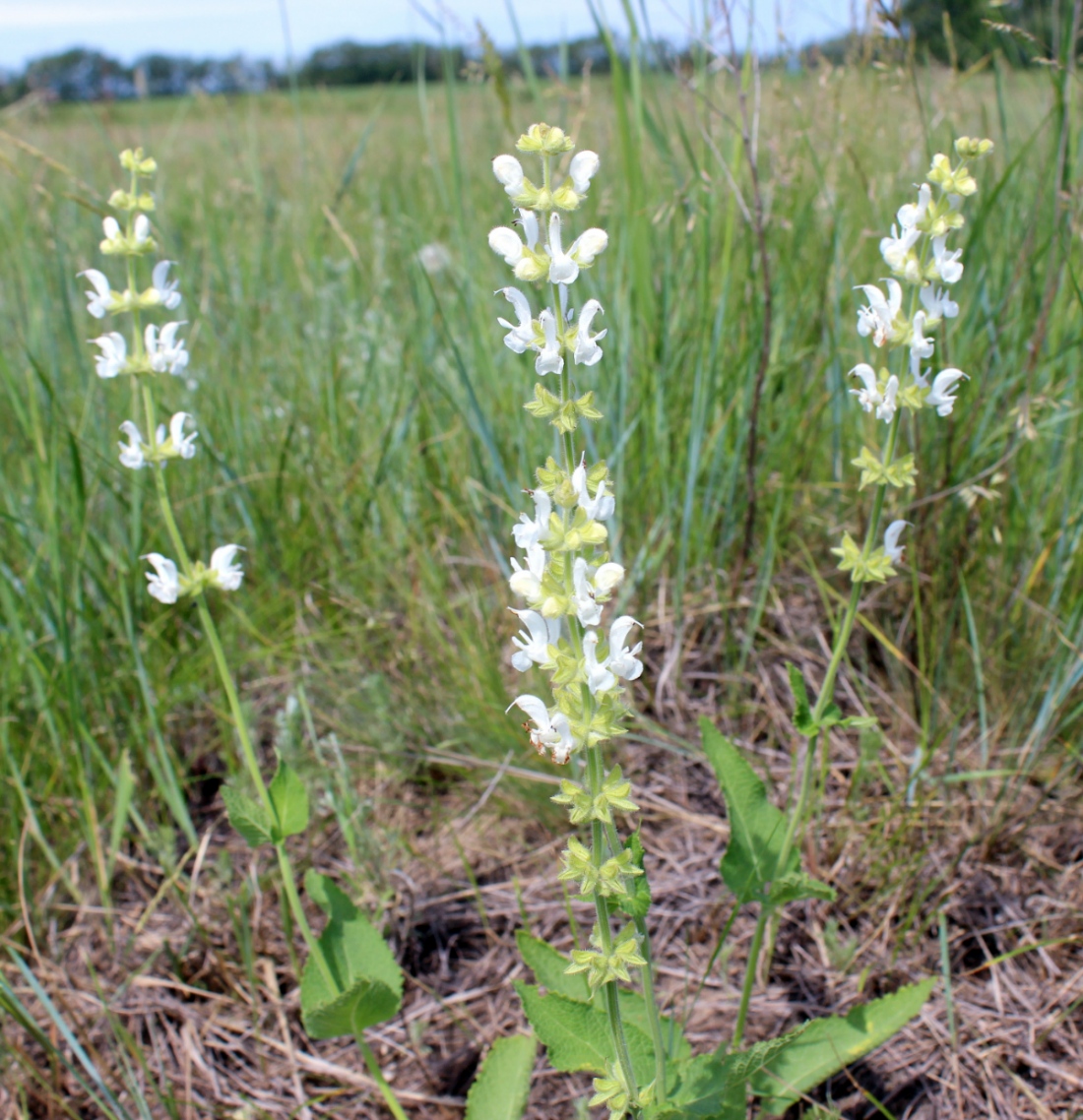 Image of Salvia stepposa specimen.