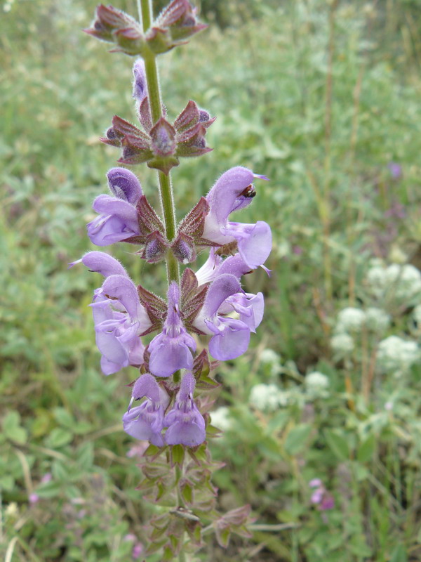 Изображение особи Salvia virgata.