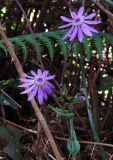 Pericallis tussilaginis